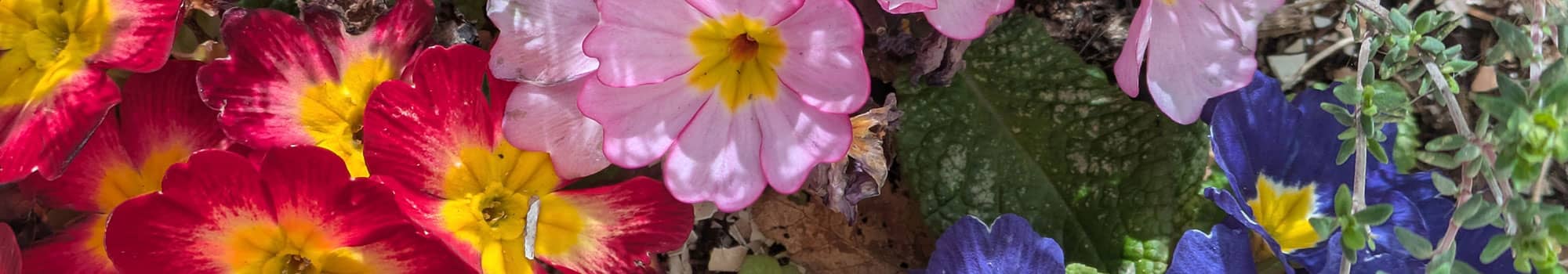 Colourful flowers in Exeter park